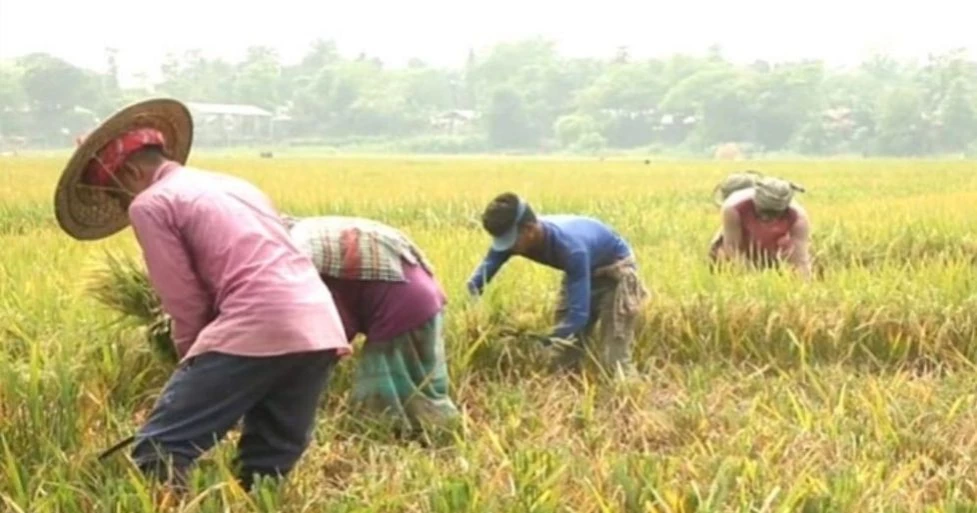 সুনামগঞ্জে আগাম বন্যার আশঙ্কা, দ্রুত ধান কাটার আহ্বান পাউবোর