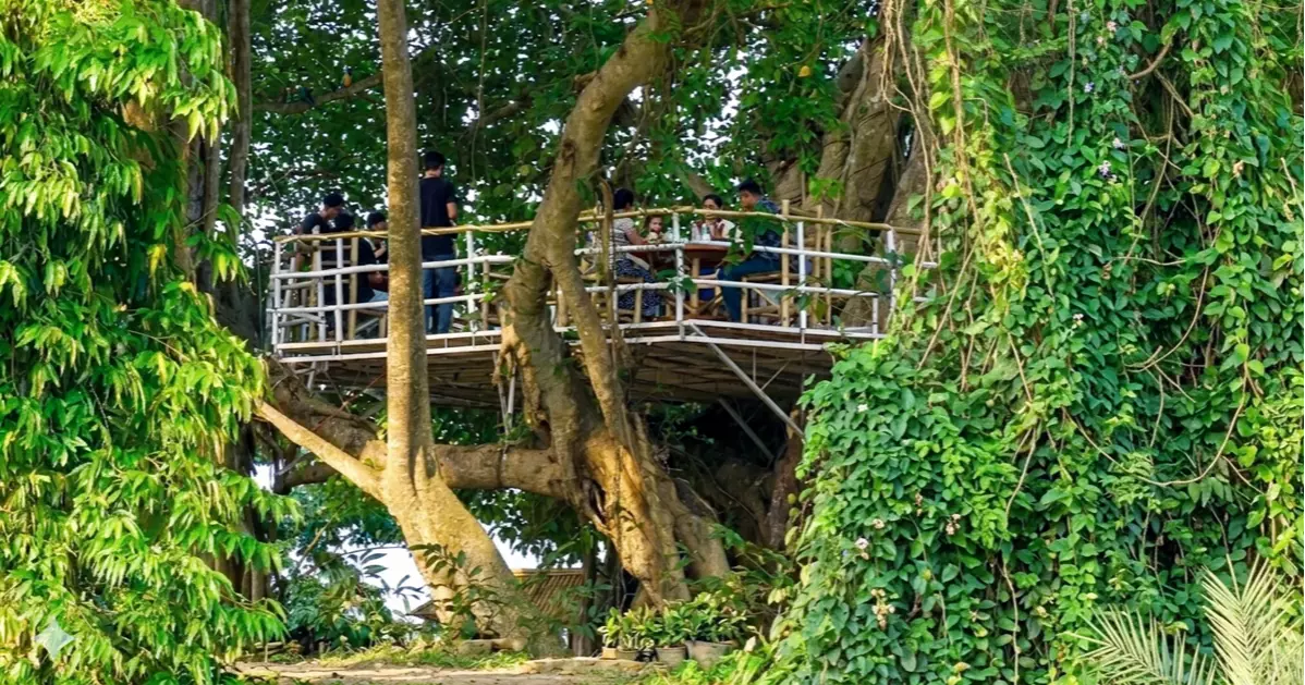 ঝিনাইদহে নজর কাড়ছে বটগাছের ওপর ব্যতিক্রমী ক্যাফে