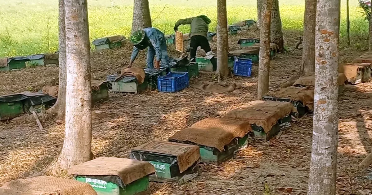 তীব্র শীত ও কুয়াশার কারণে লোকসানের আশঙ্কায় নড়াইলের মধুচাষিরা