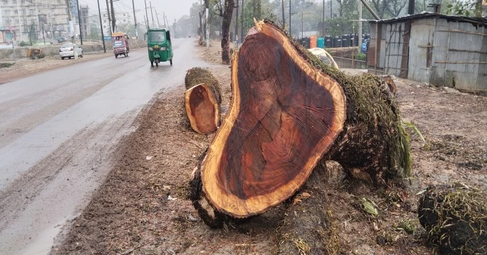 সড়ক সংস্কারের বলি সুনামগঞ্জের প্রায় সাড়ে ৬ হাজার মূল্যবান গাছ