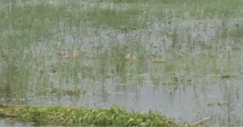 নড়াইলে টানা বর্ষণ ও জলাবদ্ধতায় আউশ ধানের ব্যাপক ক্ষতি