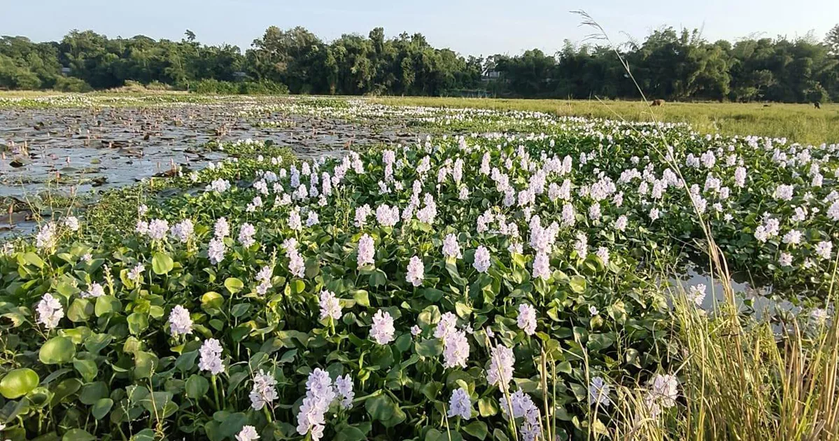 কচুরিপানার করাল গ্রাসে জৈন্তার লাল শাপলার বিল, হুমকিতে স্থানীয় পর্যটন