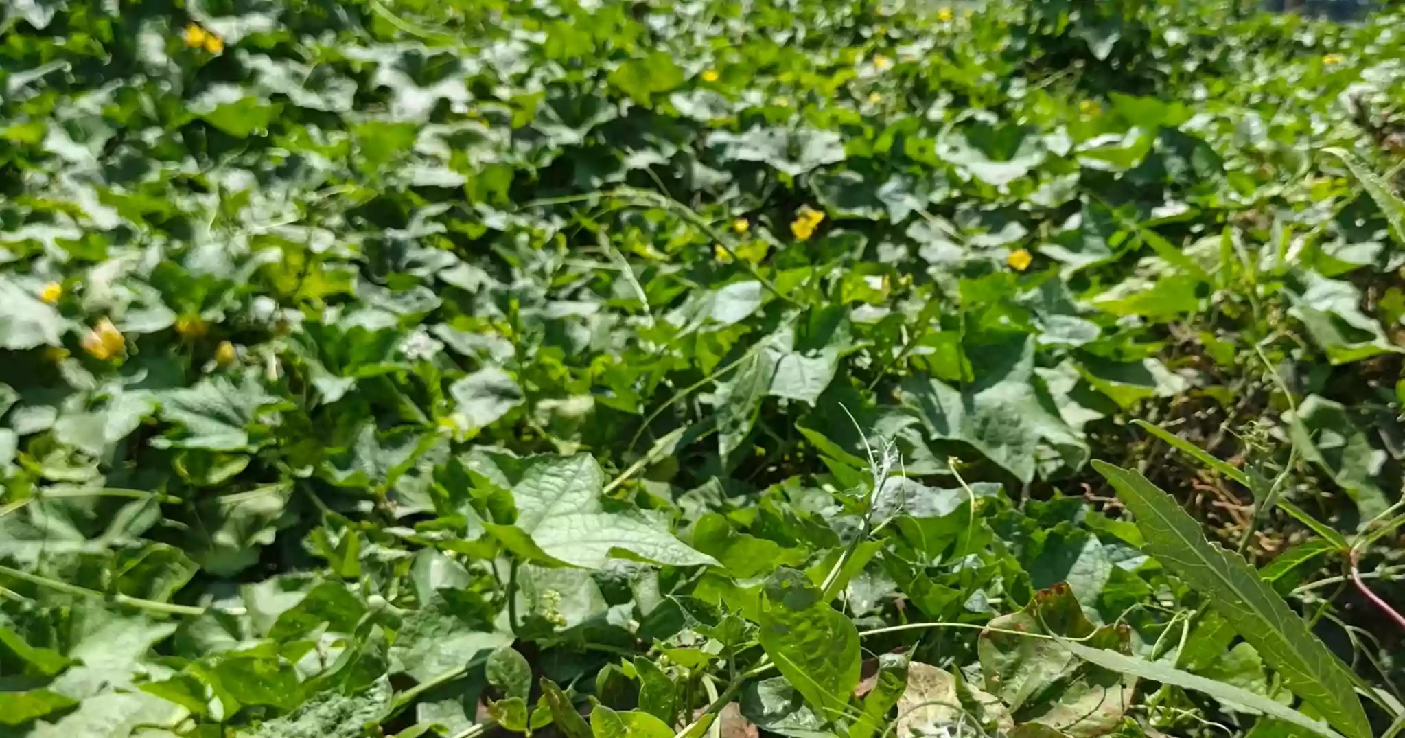 সিরাজগঞ্জে গ্রীষ্মকালীন ঝিঙ্গা চাষে কৃষকের মুখে হাসি