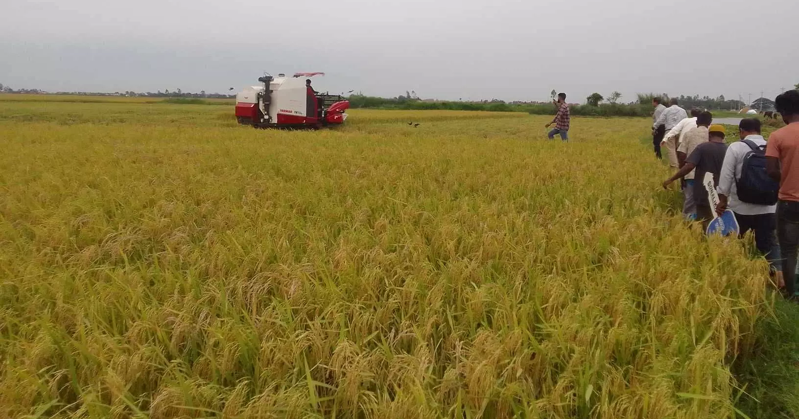 জ্বালানি সংকট, দুর্যোগে হাওরের বোরো আবাদ বিপর্যস্ত
