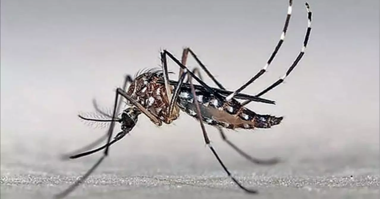 দেশে ডেঙ্গুতে আক্রান্ত আরও ২২