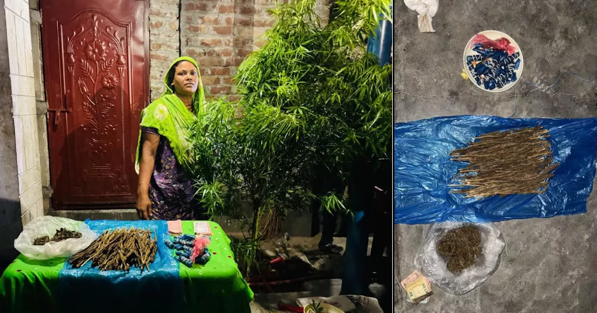 পাটখেতে গাঁজা চাষ: স্ত্রী আটক, স্বামী পলাতক