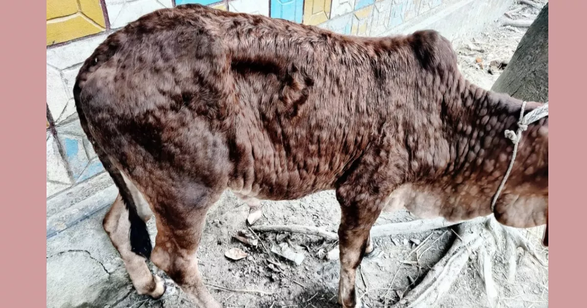 ঠাকুরগাঁওয়ে লাম্পি স্কিন রোগে ৭২ গরুর মৃত্যু