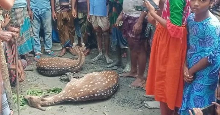 লোকালয়ে ঢুকে পড়া সুন্দরবনের দুই চিত্রা হরিণ উদ্ধার