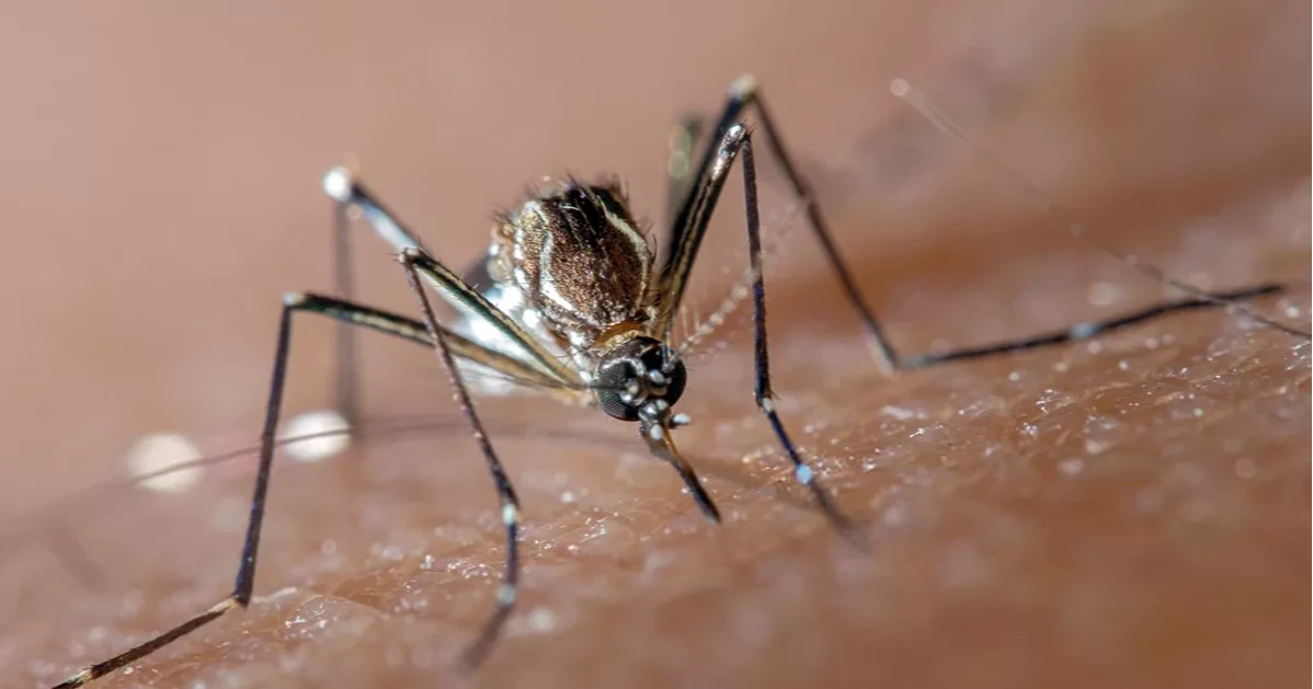 ডেঙ্গুতে আরও ৩ মৃত্যু, হাসপাতালে ভর্তি ৪২৮