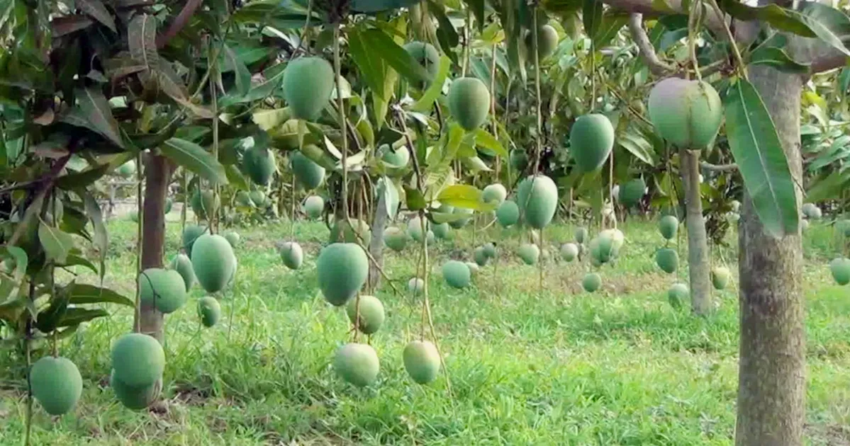 নওগাঁয় আম সংগ্রহের সময়সূচি নির্ধারণ: লক্ষ্যমাত্রা ৪ হাজার কোটি টাকা