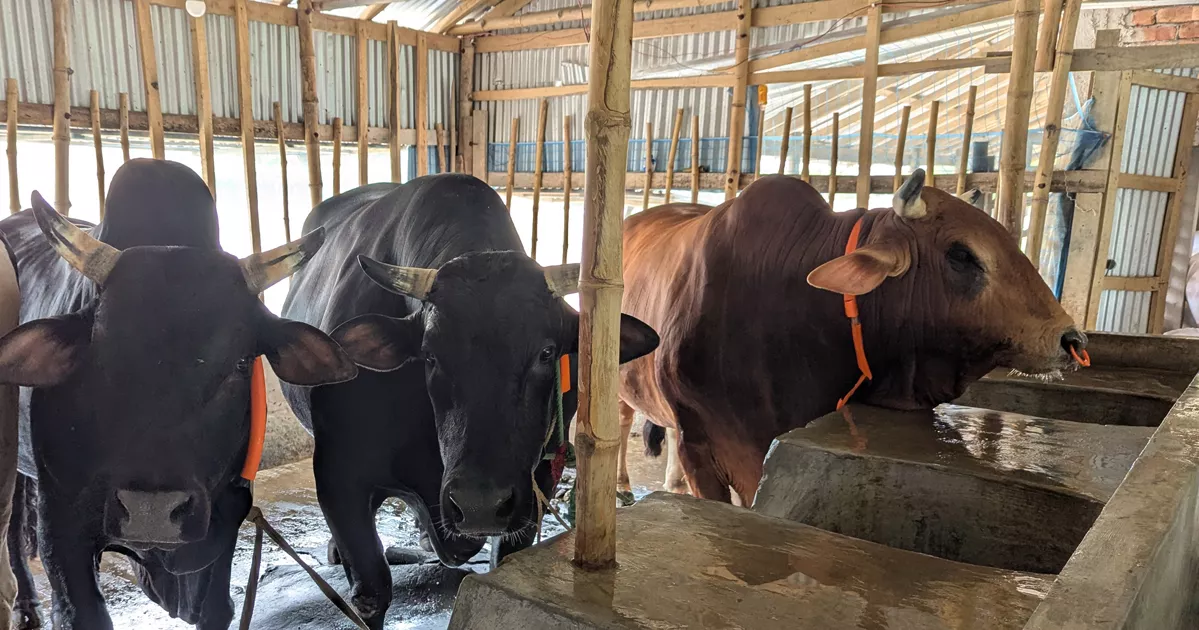 তিন ষাঁড় একসঙ্গে কিনলে ওমরাহ ফ্রি