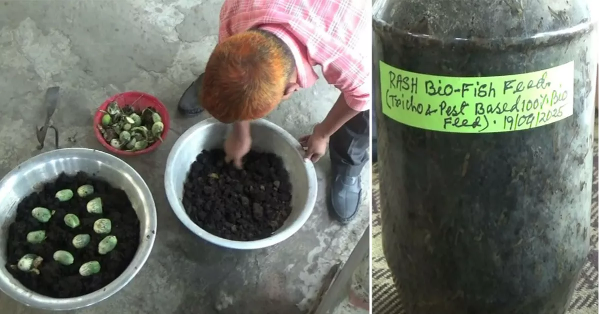 বায়ো ফিশ ফিড উৎপাদনে সাফল্য: মাছচাষে কমবে ব্যয়, থাকবে না স্বাস্থ্যঝুঁকি