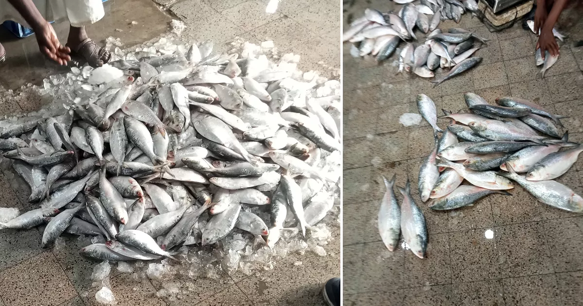 ভরা মৌসুমেও খুলনায় ধরাছোঁয়ার বাইরে ইলিশের দাম