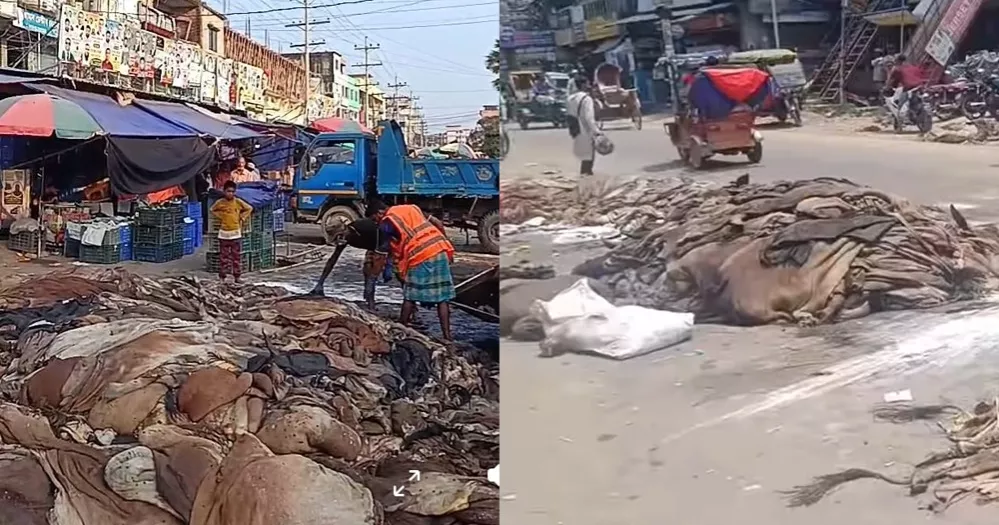 ফেনীতে পশুর চামড়া নিয়ে বিপাকে ব্যবসায়ীরা, নদীতে ফেলে দেওয়ায় গ্রেপ্তার ১