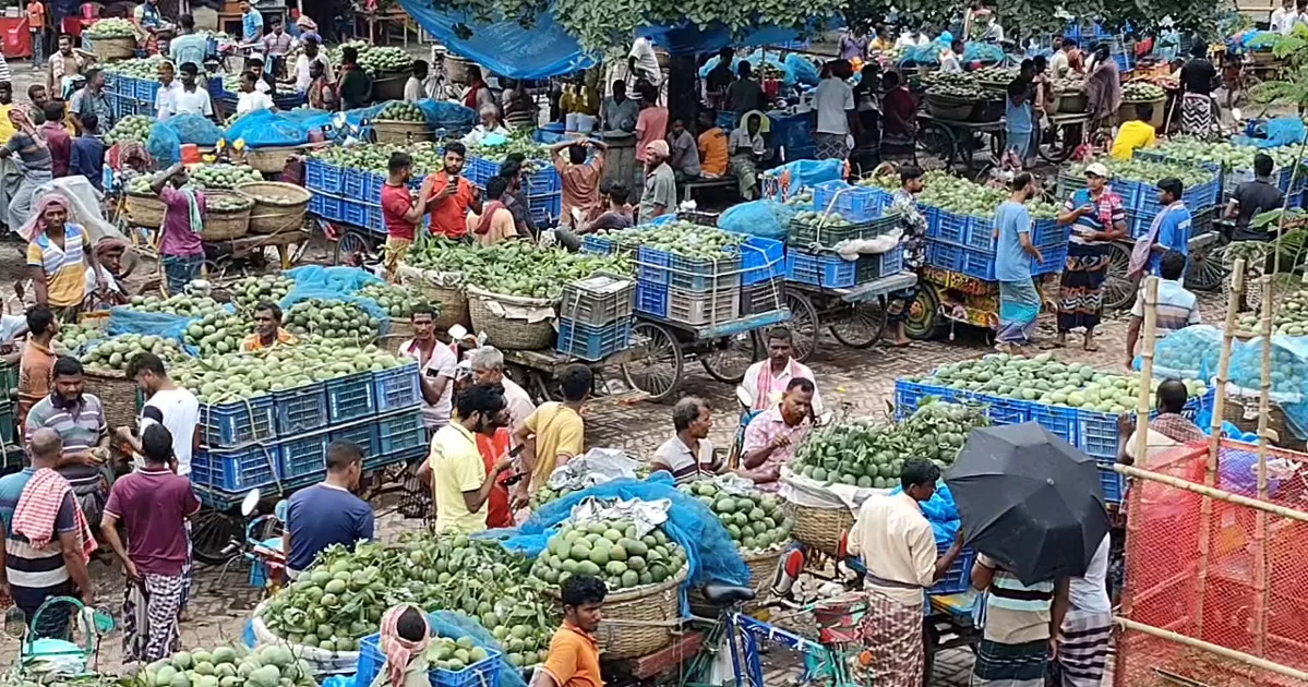 ভালো ফলনেও মুখে হাসি নেই চাঁপাইনবাবগঞ্জের আমচাষিদের