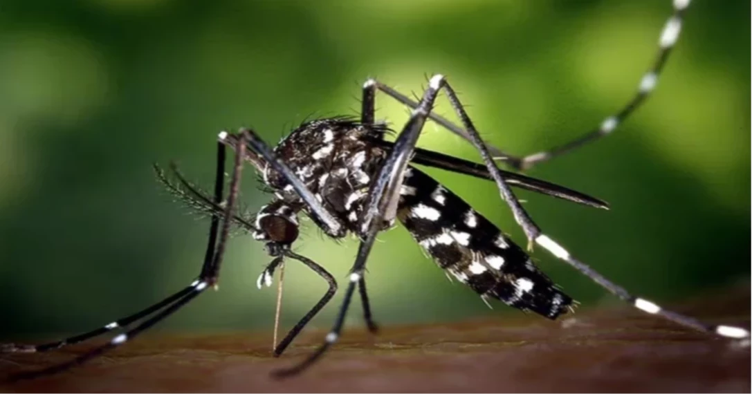 ডেঙ্গুতে আরও একজনের মৃত্যু, আক্রান্ত ৩৫২