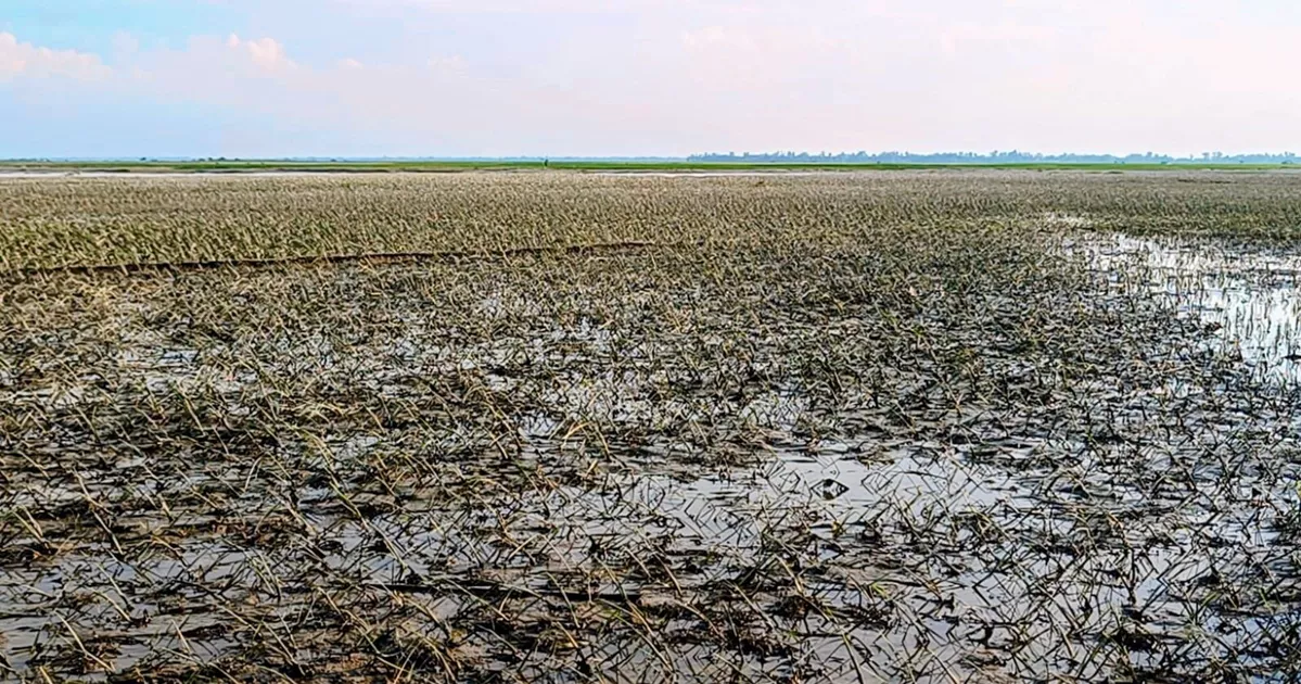 বন্যার পানি নামছে, জেগে উঠছে ক্ষত