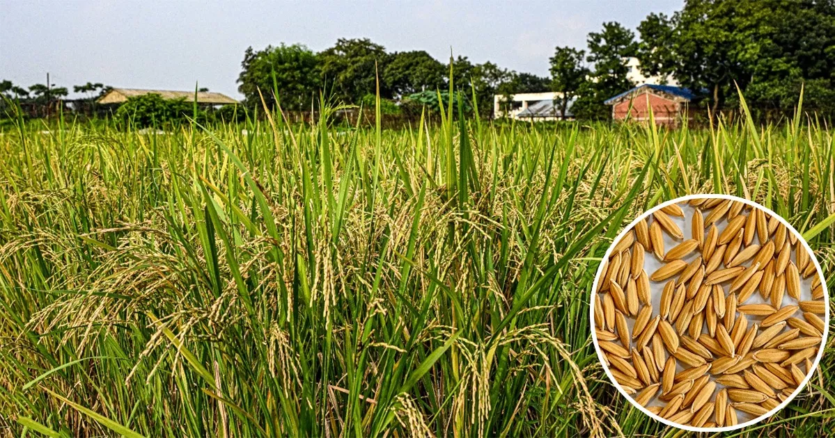 গাকৃবিতে উচ্চ ফলনশীল চিকন ধানের নতুন জাত উদ্ভাবন
