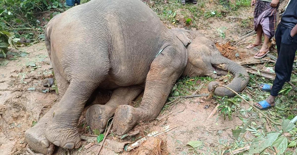 শেরপুরে বিদ্যুতায়িত হয়ে প্রাণ গেল আরও একটি বন্যহাতির
