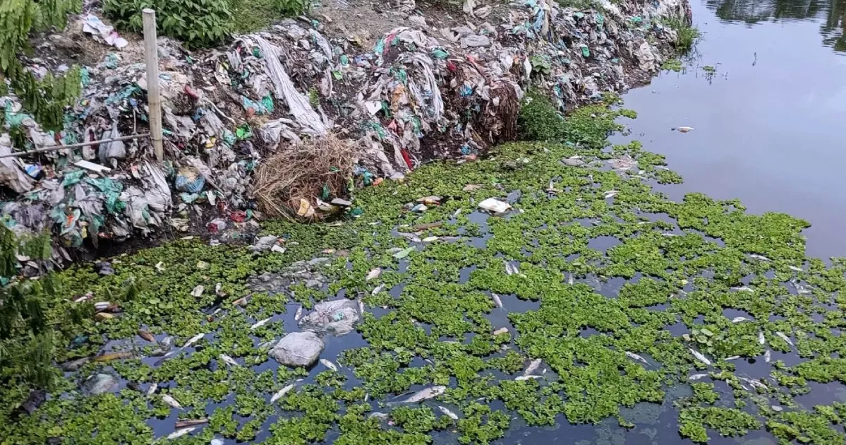শাহরাস্তিতে পুকুরে বিষাক্ততায় ভেসে উঠছে মরা মাছ