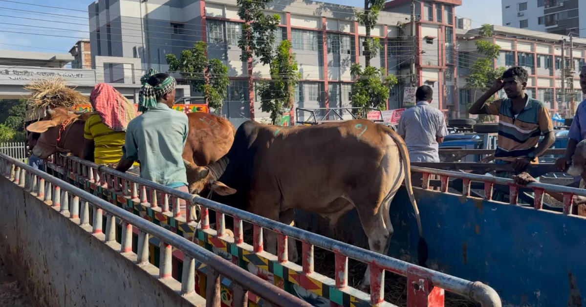ফরিদপুরে গরু বোঝাই পিকআপ উল্টে ব্যবসায়ী নিহত