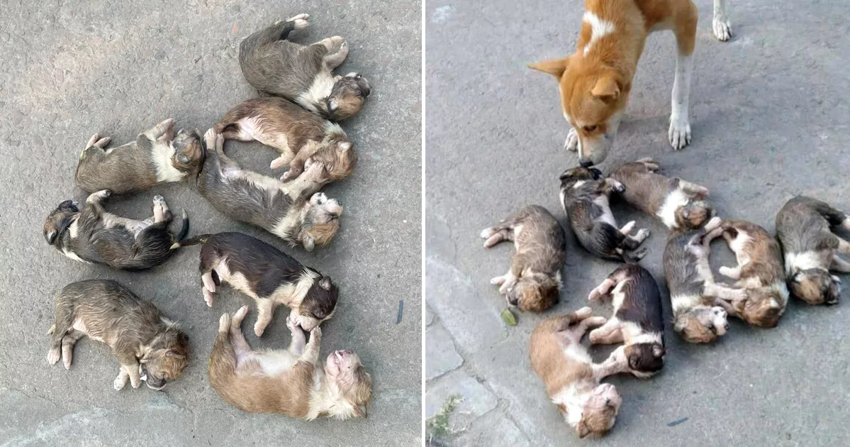 পাবনায় আট কুকুরছানা হত্যায় মামলা: সেই নারী গ্রেপ্তার