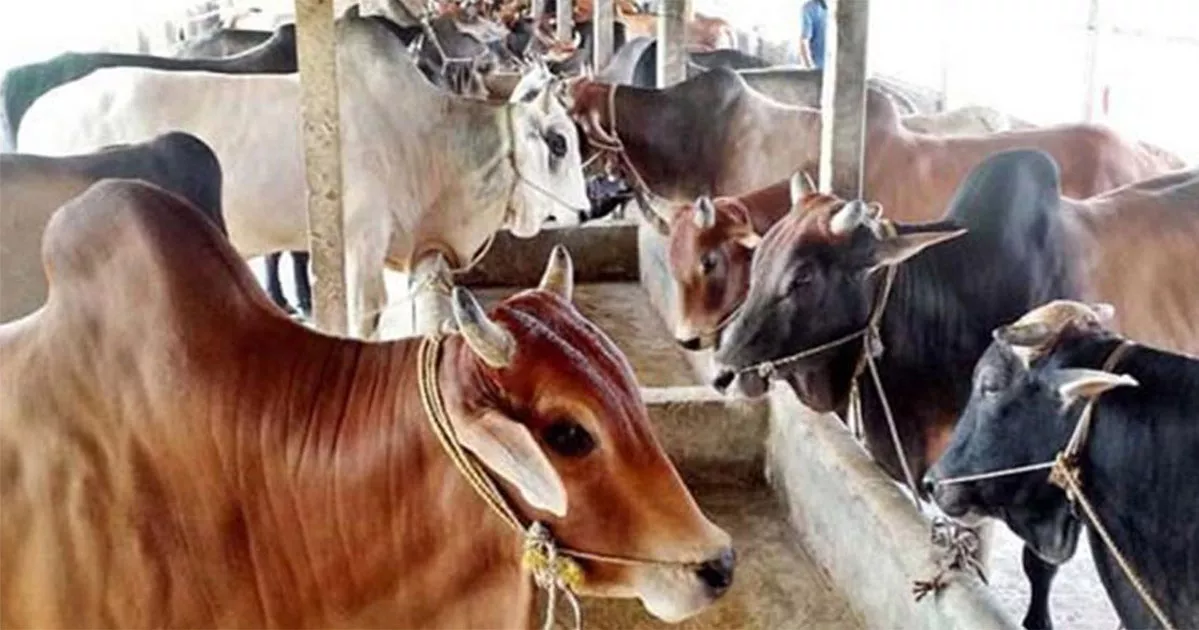 সিলেটে এবার চাহিদার চেয়ে কোরবানিযোগ্য পশু বেশি