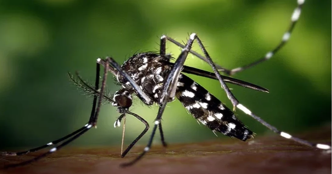 ডেঙ্গুতে দেশে আরও ৪৬ জন আক্রান্ত