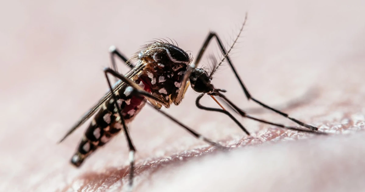 ডেঙ্গুতে ঢাকায় চারজনের মৃত্যু, হাসপাতালে ভর্তি ৫৬৮