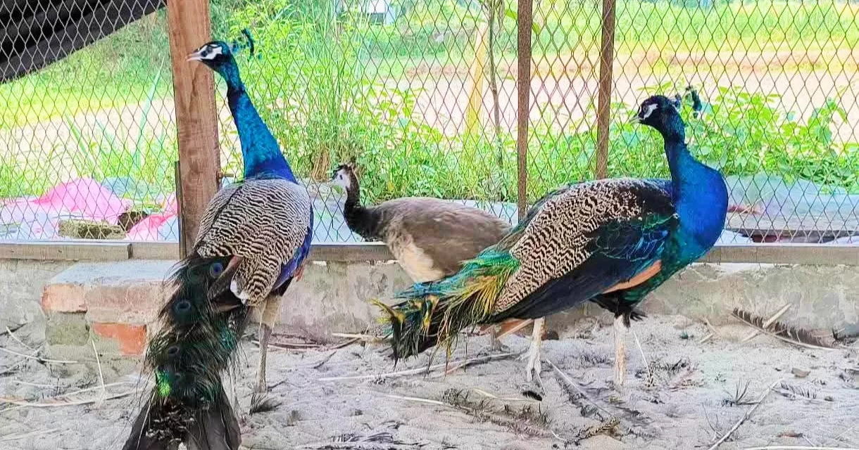 শখের ময়ূরই বদলে দিয়েছে কুমিল্লার শাহ আলীর জীবন