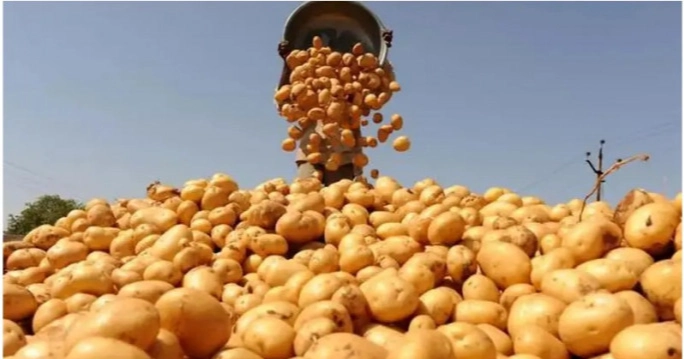 ওএমএসের মাধ্যমে আলু বিক্রির চিন্তা করছে সরকার: কৃষি উপদেষ্টা