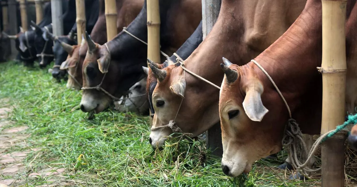কুমিল্লায় কোরবানির জন্য প্রস্তুত ২ লাখ ৫৯ হাজার পশু