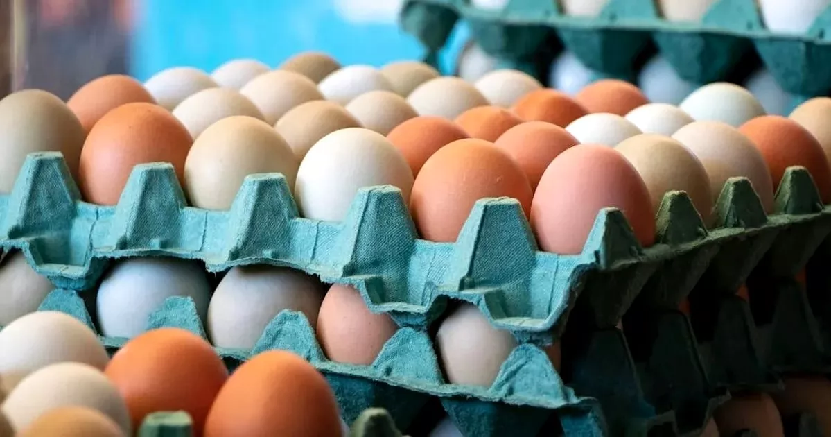 বাংলাদেশসহ ৪০ দেশ থেকে মুরগি ও ডিম আমদানিতে নিষেধাজ্ঞা সৌদির