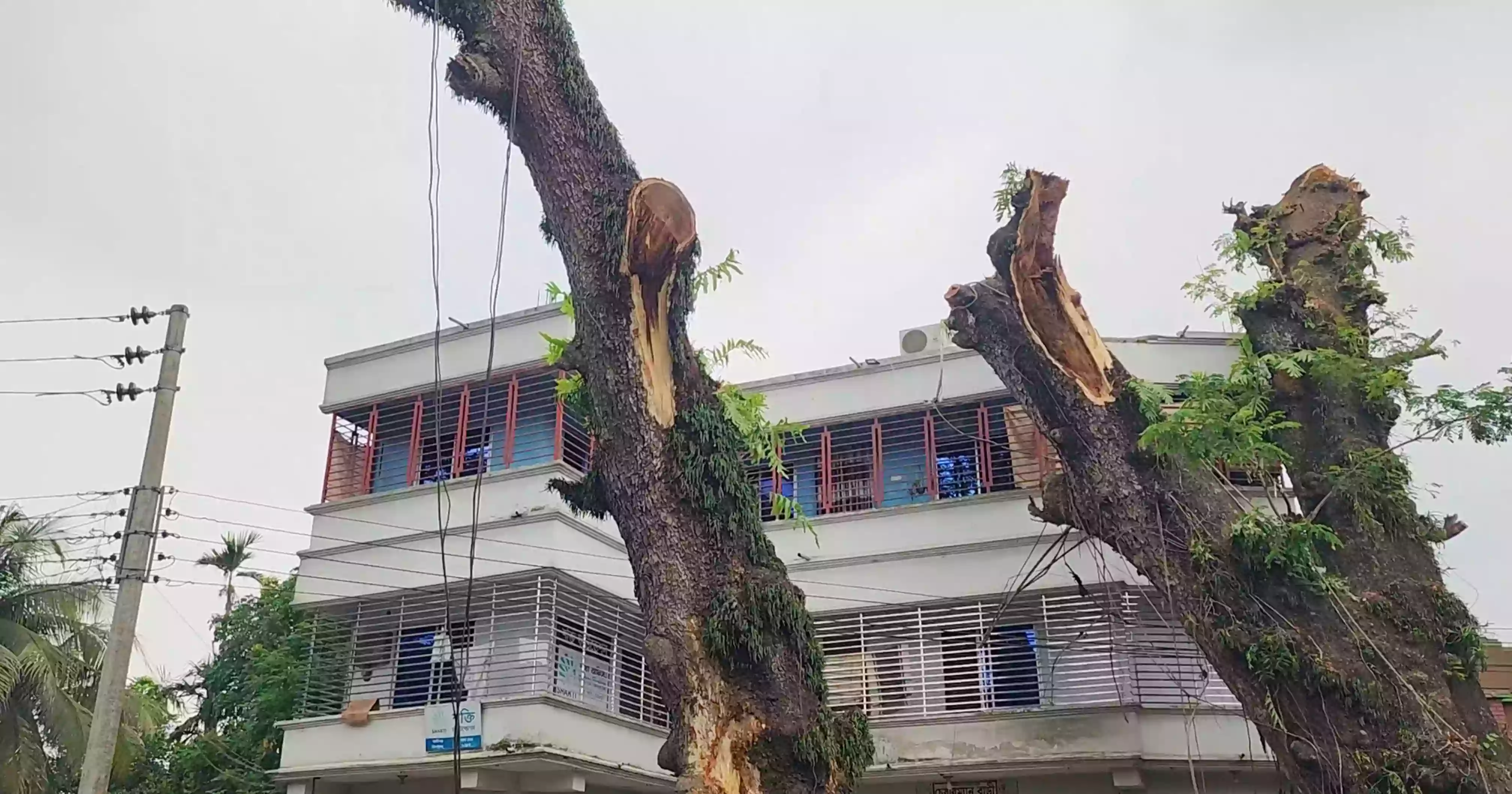 টেন্ডার ছাড়াই ঝিনাইদহে জেলা পরিষদের গাছ সাবাড়