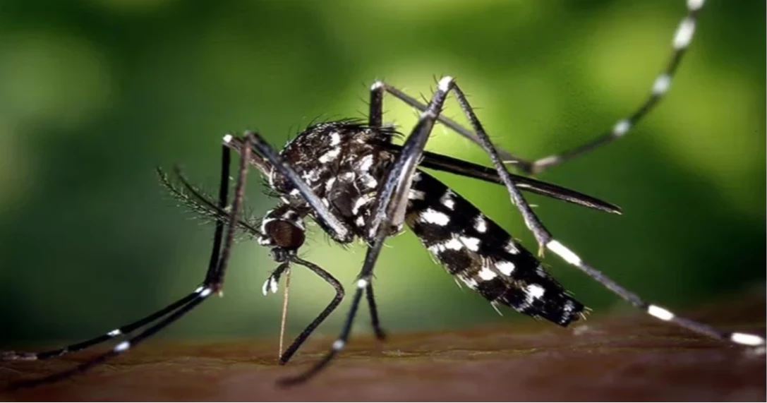 দেশে ডেঙ্গুতে আরও একজনের মৃত্যু, আক্রান্ত ১৬৯