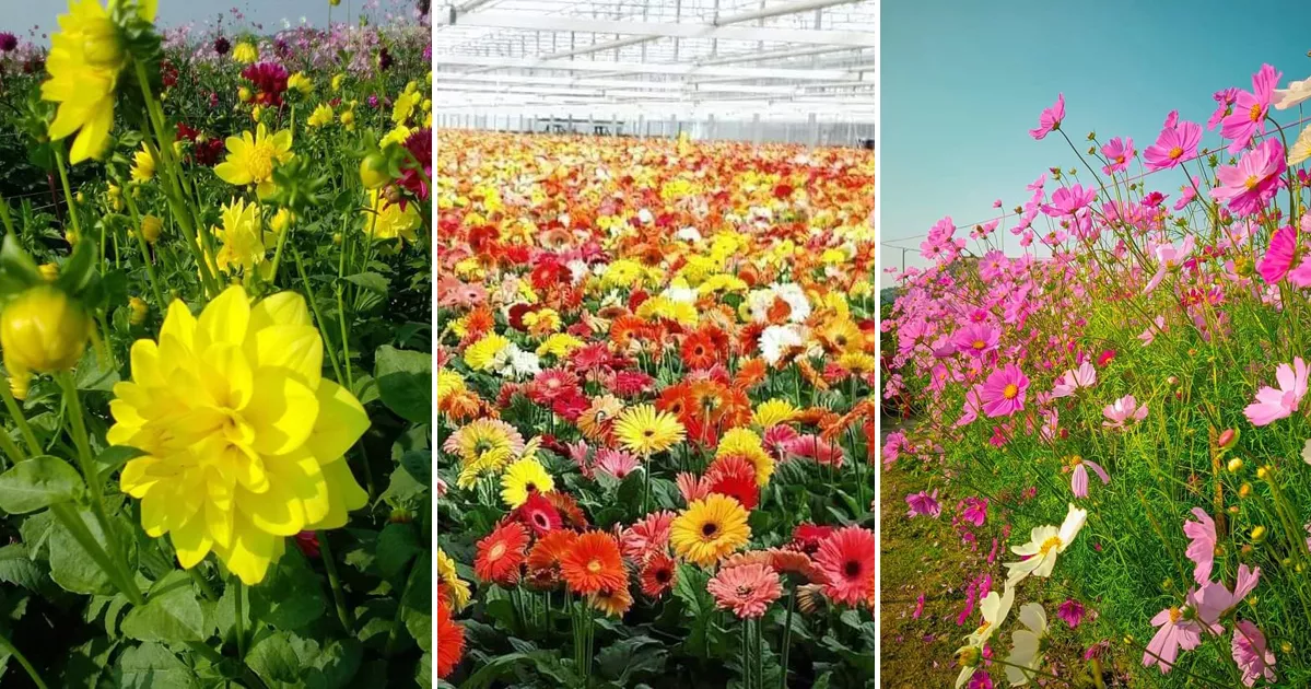 চার দিবস সামনে রেখে সেজে উঠেছে ‘ফুলের রাজধানী’ গদখালি