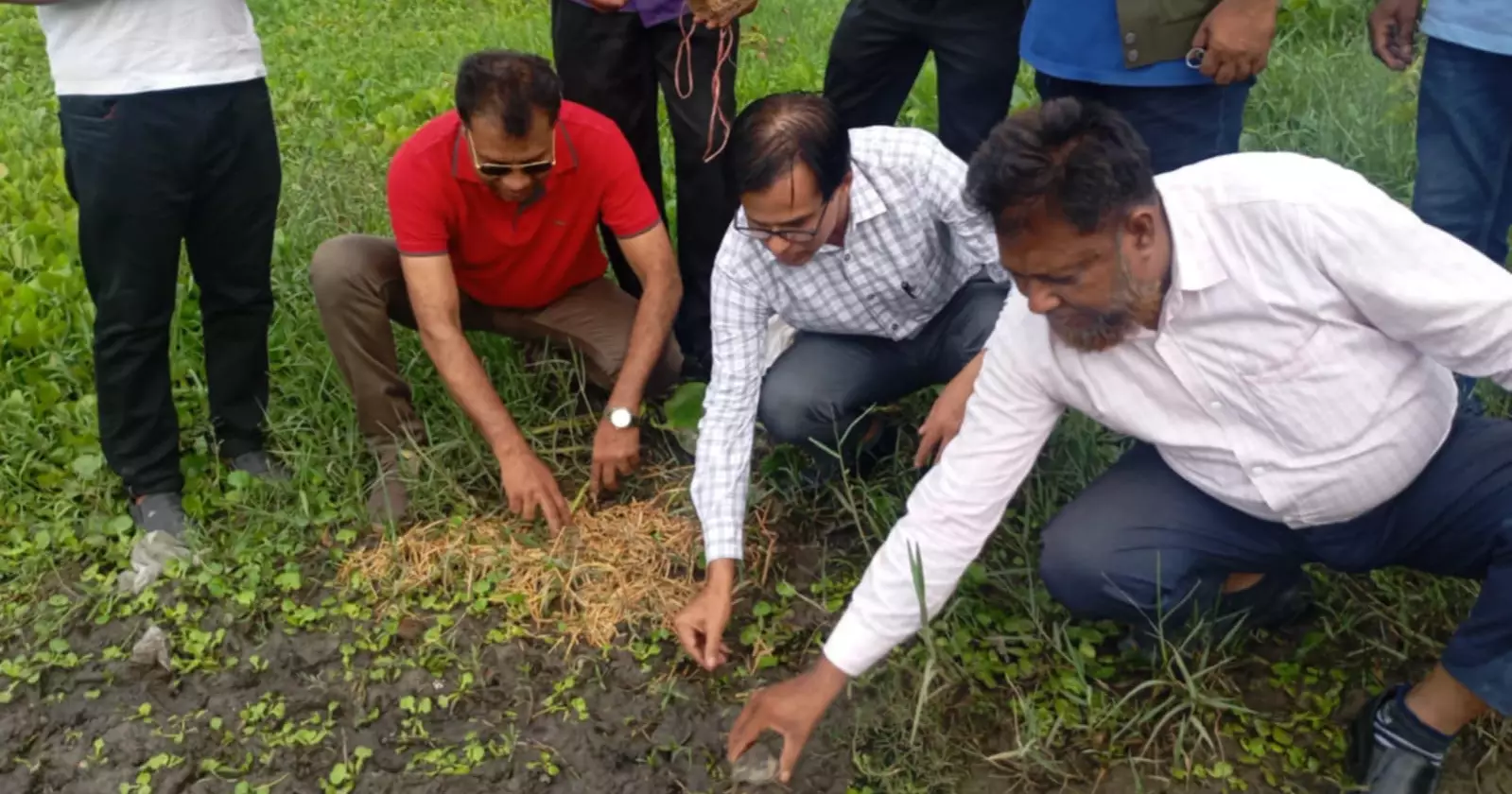 কুষ্টিয়ায় বিলুপ্ত প্রজাতির ৬৭ কচ্ছপ উদ্ধার
