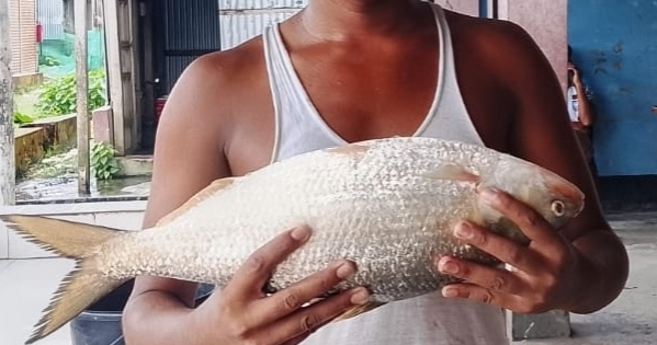 মেঘনার এক রাজা ইলিশ বিক্রি হলো সাড়ে ৮ হাজার টাকায়