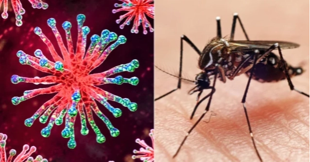 ২৪ ঘণ্টায় ডেঙ্গুতে আক্রান্ত ৪৩২, করোনায় নেই