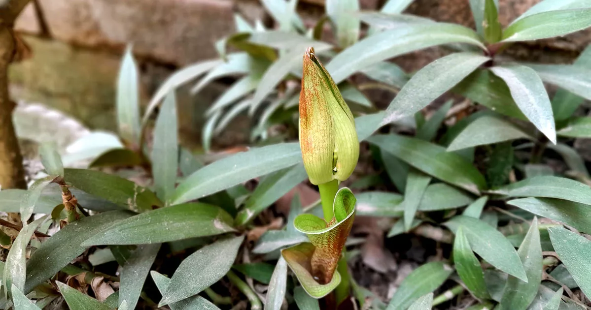 বৈশাখী মেঘের ডাকে মাটি ফুঁড়ে ‘মে বলের’ হাতছানি
