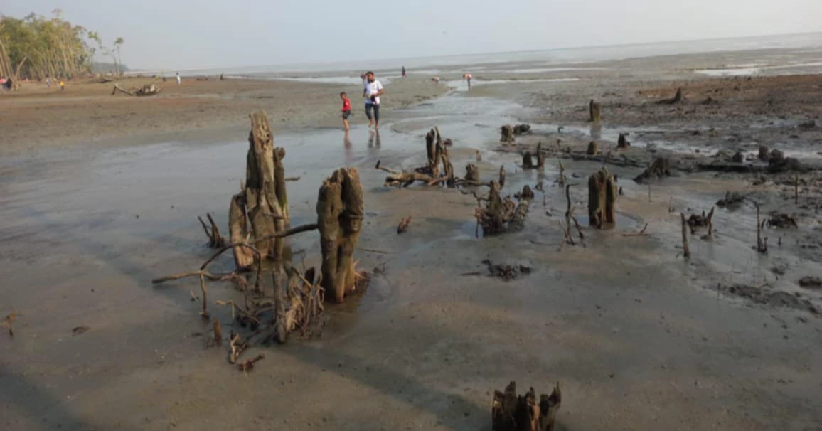 সুন্দরবনে নদী ভাঙনে কমছে বনভূমি, পদক্ষেপের ঘাটতি