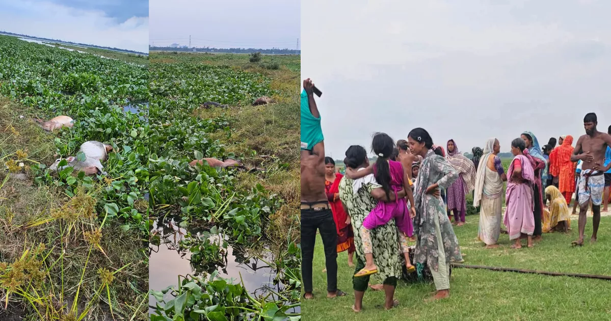 মুন্সীগঞ্জে জোয়ারের পানিতে ভেসে গেল শতাধিক গরু, ৩৬ মৃত গরু উদ্ধার