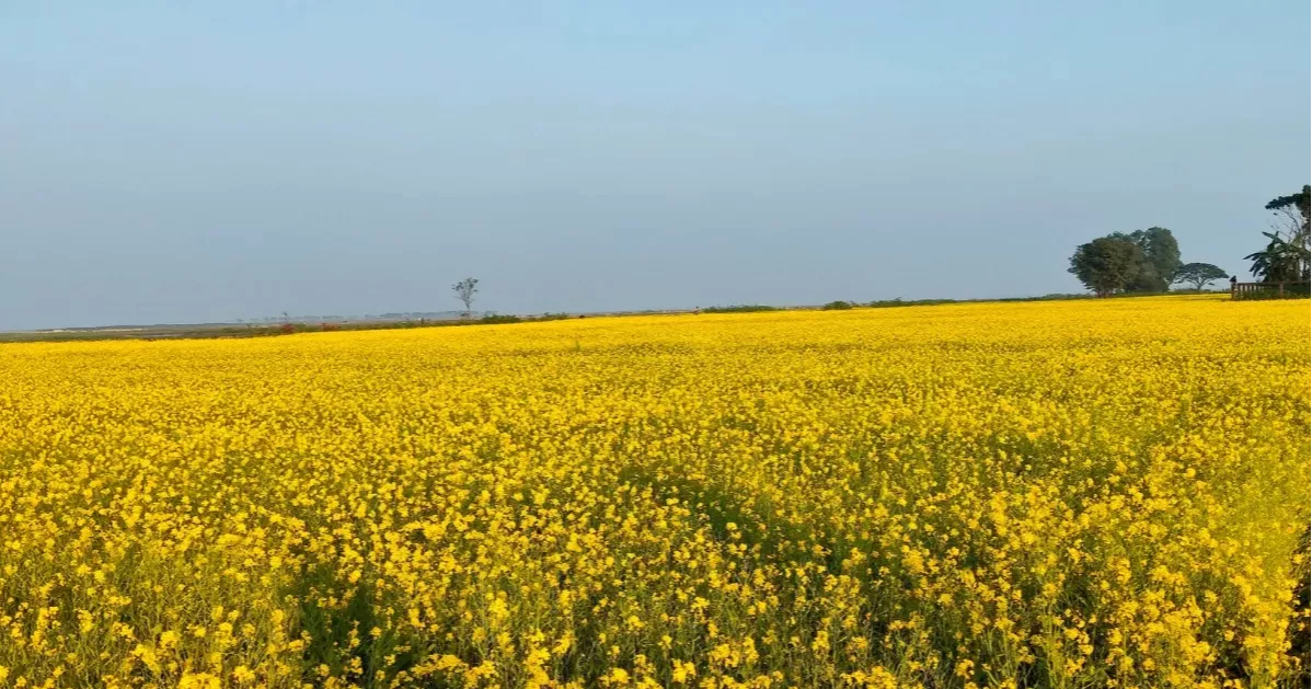 সুনামগঞ্জে সরিষায় স্বপ্ন বুনছেন চাষিরা