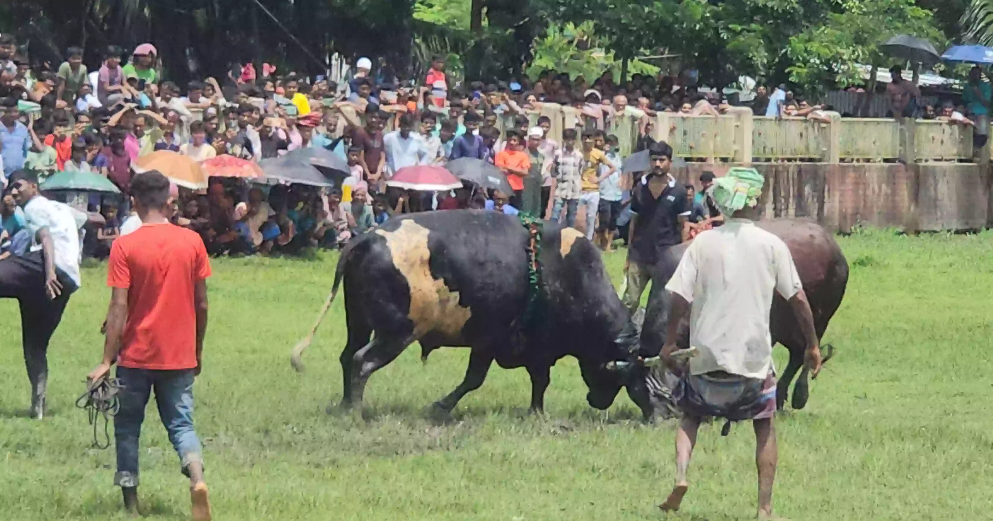 নড়াইলে ঐতিহ্যবাহী ষাঁড়ের লড়াই, দর্শনার্থীদের উপচে পড়া ভিড়