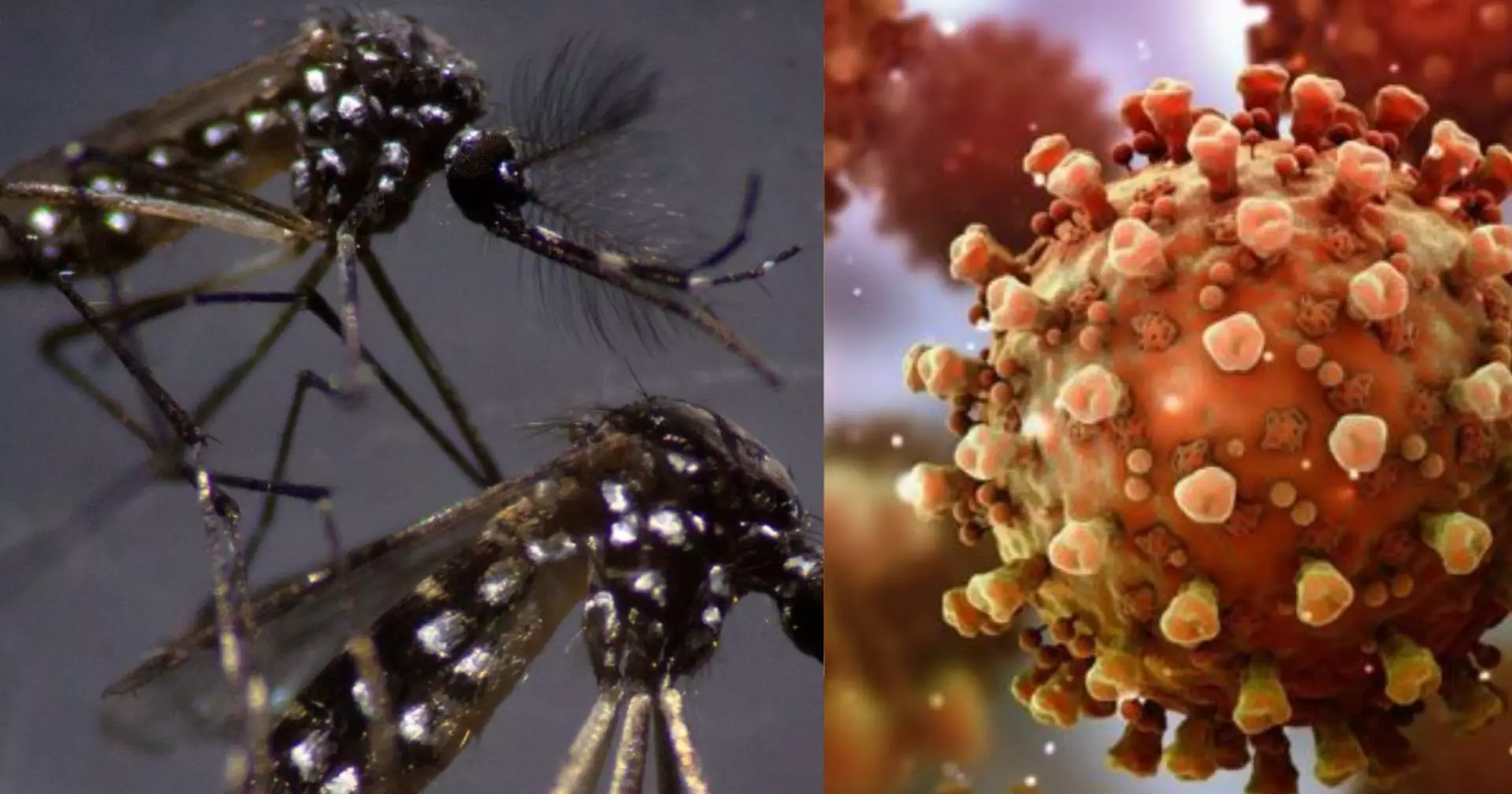 ডেঙ্গুতে আরও একজনের মৃত্যু, করোনা শনাক্ত ৩৮