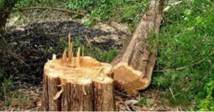 সুনামগঞ্জের বারেক টিলায় গাছ কাটার ঘটনায় ১৬ জনের নামে মামলা