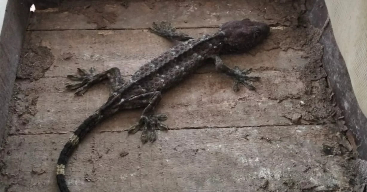 যশোরে ২ তক্ষক ও মেছো বিড়াল উদ্ধার