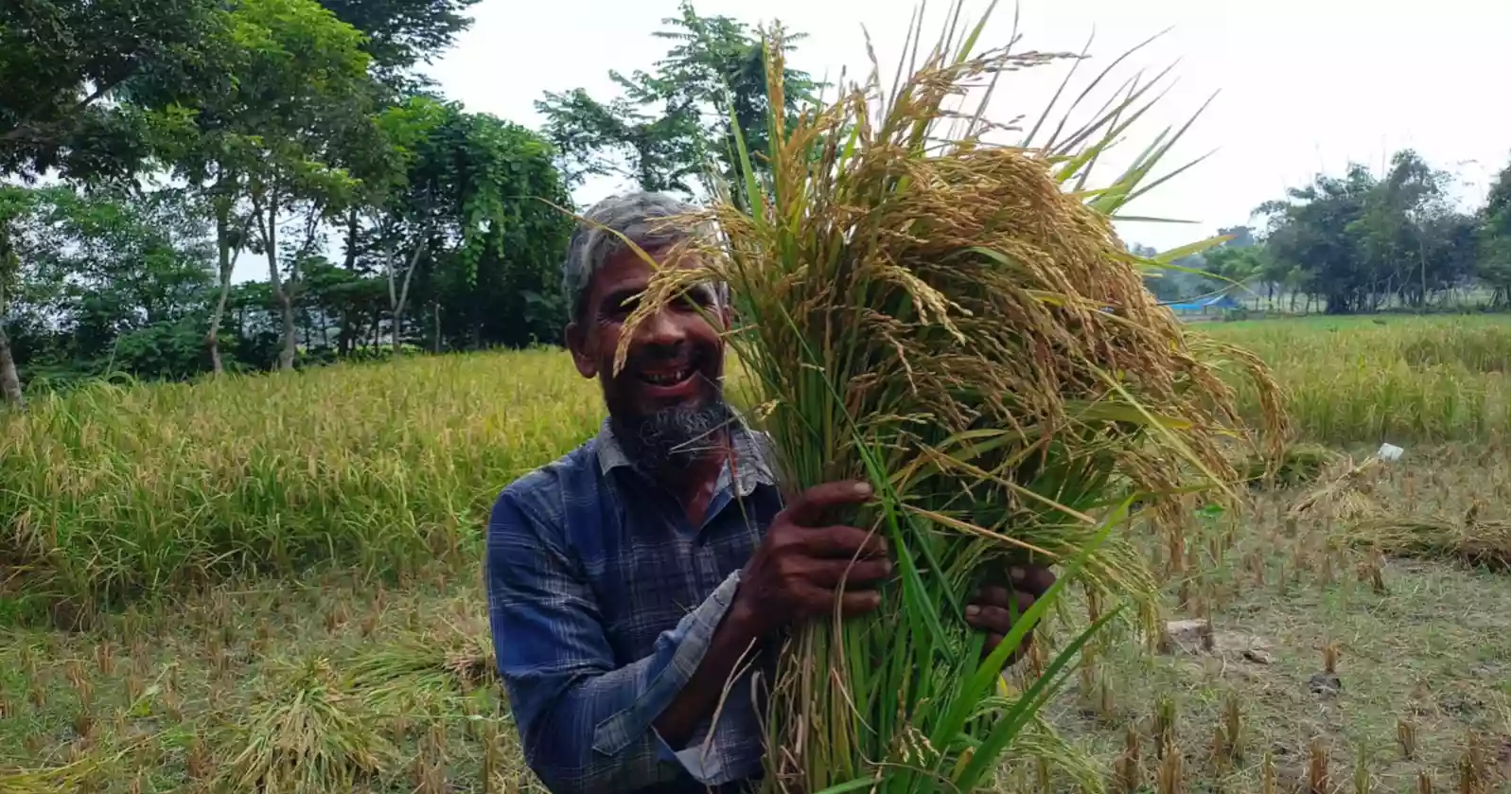 রংপুর অঞ্চলে বেড়েছে খড়ের কদর,  আগাম ধানে কৃষকের মুখে হাসি