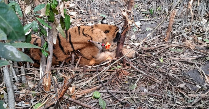 সুন্দরবন থেকে উদ্ধার বাঘটি সংকটাপন্ন, চিরুনি অভিযান জোরদার