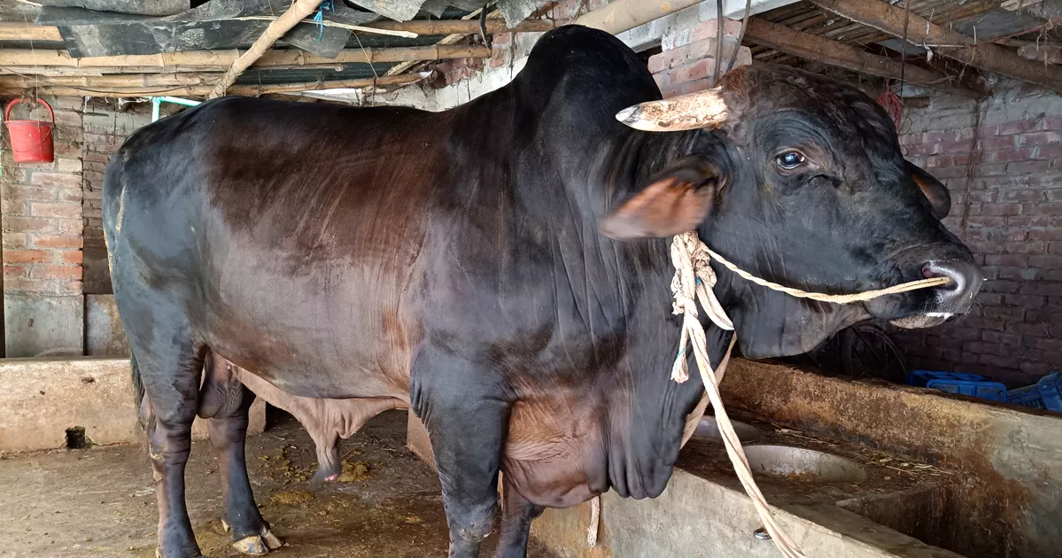 বদলগাছীর ৪০ মণের ‘সোনামানিক’, দাম হাঁকা হচ্ছে ১২ লাখ